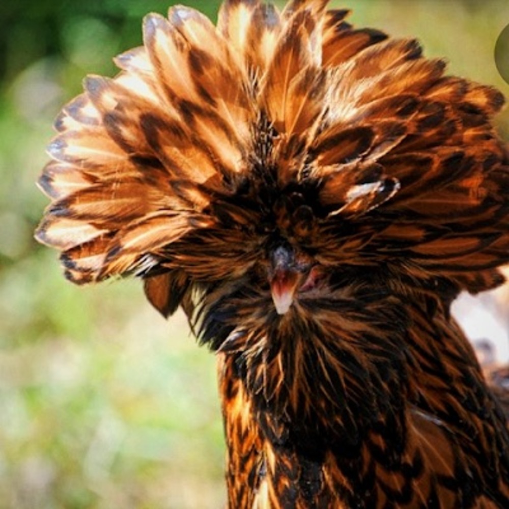 Meet your Posher, Cadence